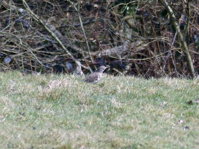 Eastbourne Group Walk Report - The Cuckoo Trail from Horam